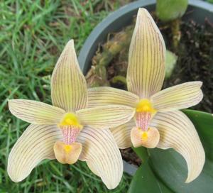 Bulbophyllum lobbii subsp. siamense