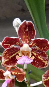 Vanda tricolor