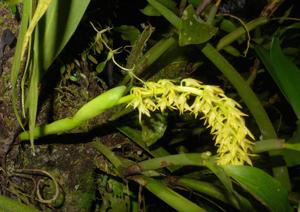 Bulbophyllum gibbosum
