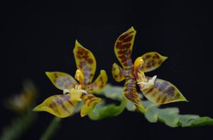 Phalaenopsis pantherina