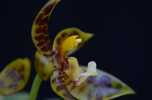 Phalaenopsis pantherina