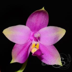 Phalaenopsis violacea