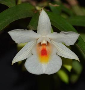 Dendrobium christyanum