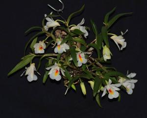 Dendrobium christyanum