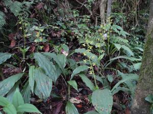 Calanthe griffithii