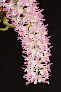 Rhynchostylis retusa