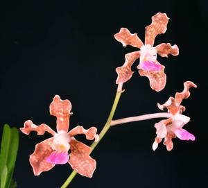 Vanda tessellata