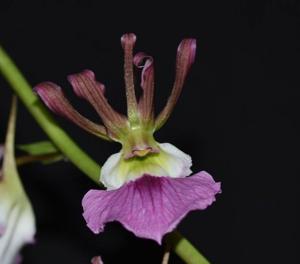 Eulophia guineensis