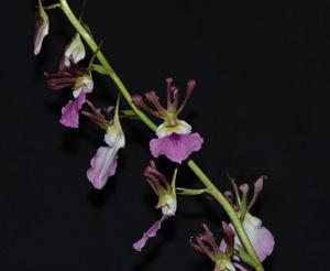 Eulophia guineensis