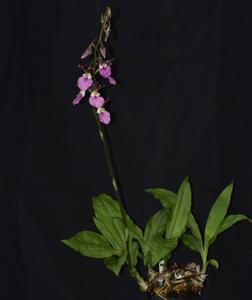 Eulophia guineensis