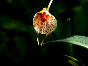 Masdevallia floribunda