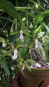 Catasetum cristatum