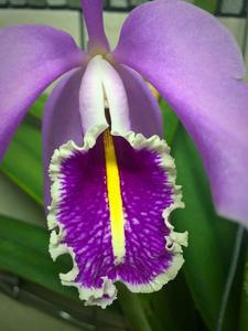 Cattleya maxima