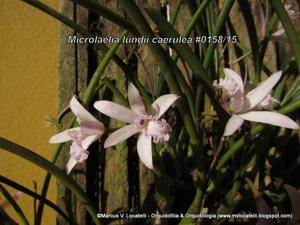 Cattleya lundii