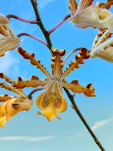 Myrmecophila christinae