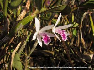 Cattleya lundii