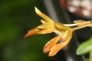 Bulbophyllum cootesii