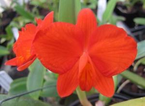 Cattleya coccinea