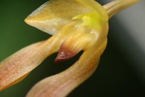 Bulbophyllum cootesii