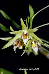 Dendrobium officinale