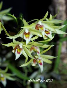 Dendrobium officinale