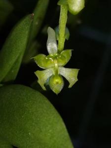 Ornithocephalus gladiatus