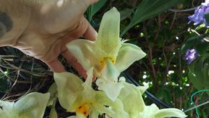 Stanhopea ruckeri