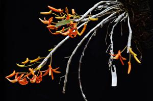 Dendrobium unicum