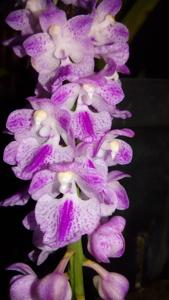 Aerides rosea