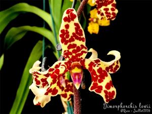 Dimorphorchis lowii