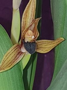 Maxillaria cucullata