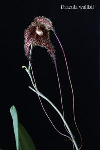 Dracula wallisii