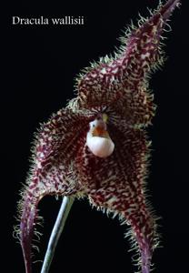 Dracula wallisii