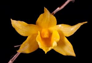 Dendrobium hancockii