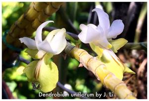 Dendrobium uniflorum