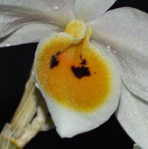 Dendrobium bensoniae