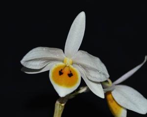 Dendrobium bensoniae