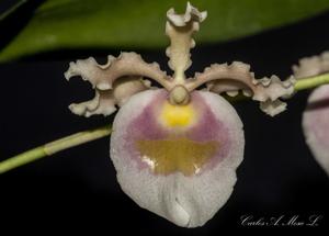 Oncidium fuscatum