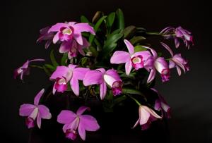 Cattleya pumila