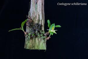 Coelogyne schilleriana