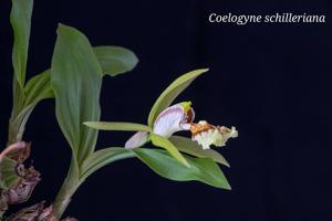 Coelogyne schilleriana