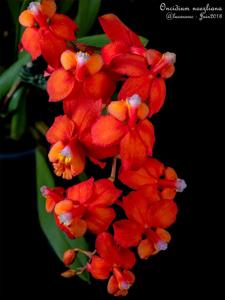 Oncidium noezlianum