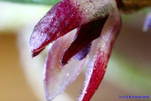 Anathallis microphyta