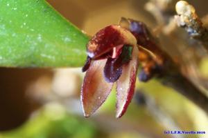 Anathallis microphyta
