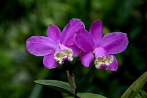 Cattleya loddigesii