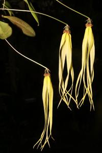 Bulbophyllum thiurum