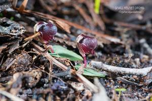 Corybas unguiculatus