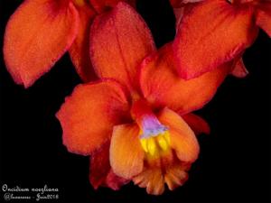 Oncidium noezlianum