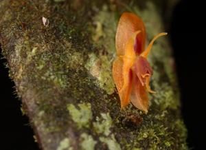 Lepanthes thalia