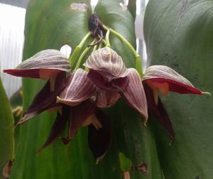 Pleurothallis teaguei